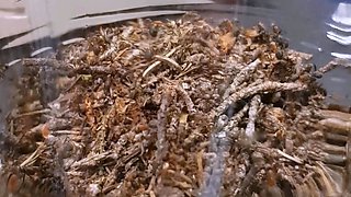 Penis Ants Attack for slave Winkelhock