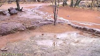 Hot African Housewife Gets Extreme Outdoor Fuck in the Rain - Rough Facial & Big Cock