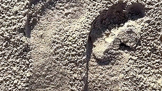 Comparing Size 16 Feet to Sand Prints at the Beach