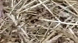 A Lesbian in a Haystack 3