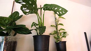 Destination Kats Funny Indoor Plant Haul