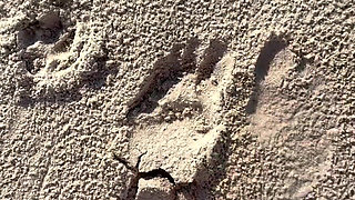 Comparing Size 16 Feet to Sand Prints at the Beach