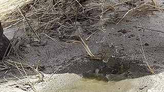 Compilation of Public Pissing in Nature While Traveling! POV!