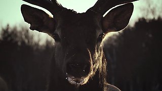 Perchta - Vom Verlånga - Erotic Nordic Music Video