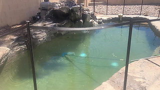 BBW Cleaning Her Pool